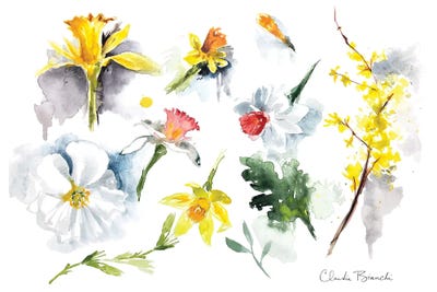 Daffodils by Claudia Bianchi art print