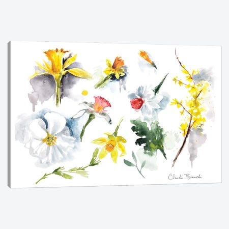Daffodils Canvas Print #CBI111} by Claudia Bianchi Canvas Art Print