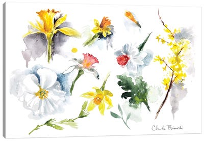 Daffodils Canvas Art Print - Claudia Bianchi