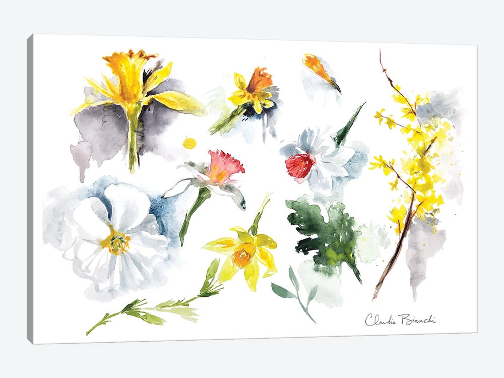Daffodils by Claudia Bianchi 1-piece Canvas Art Print