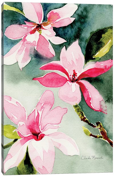 Magnolias Canvas Art Print - Claudia Bianchi