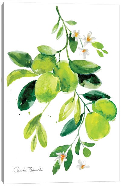Limes Canvas Art Print - Claudia Bianchi