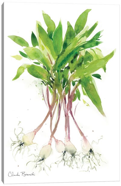 Ramps Canvas Art Print - Vegetable Art