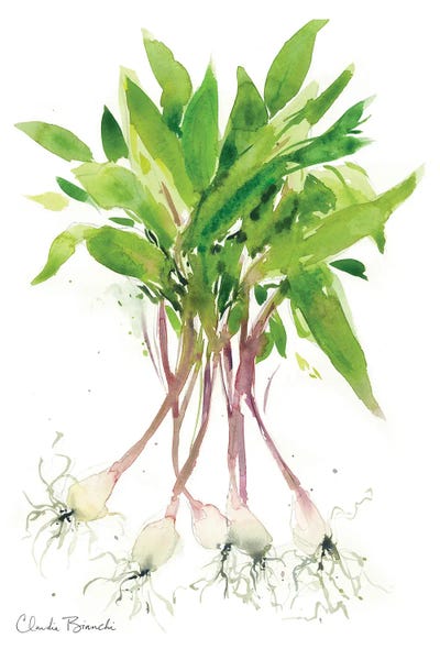 Vegetables: Ramps by Claudia Bianchi