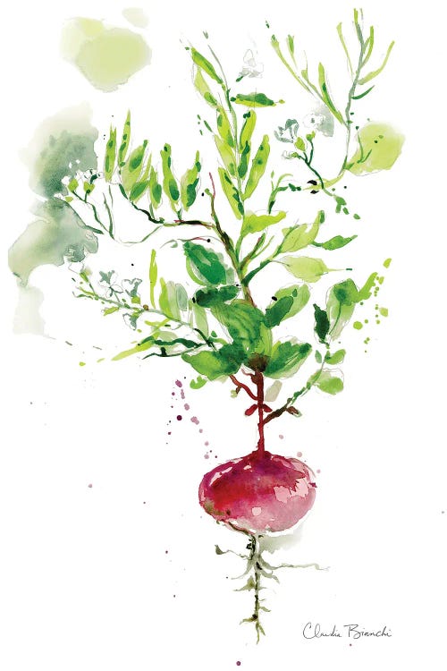 Singel Radish