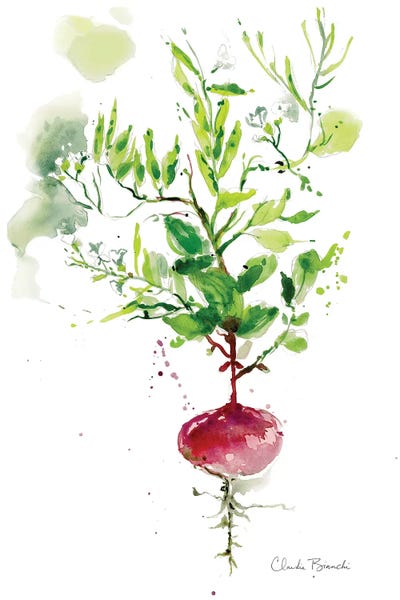 Vegetables: Singel Radish by Claudia Bianchi
