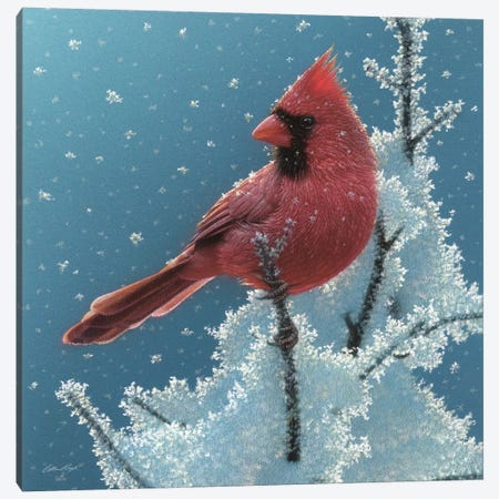 Cardinal - Cherry on Top Canvas Print #CBO100} by Collin Bogle Canvas Artwork