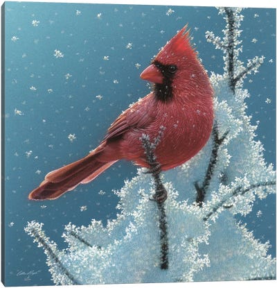 Cardinal - Cherry on Top Canvas Art Print - Collin Bogle