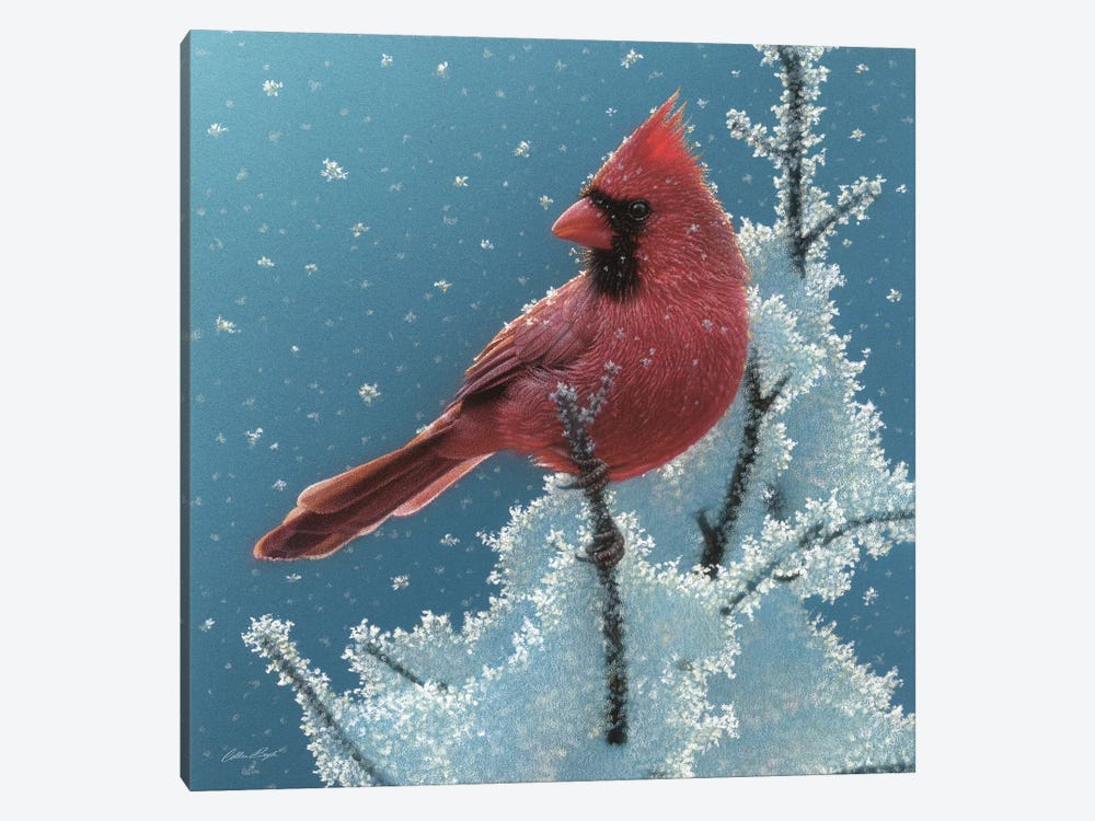 Cardinal - Cherry on Top by Collin Bogle 1-piece Canvas Print