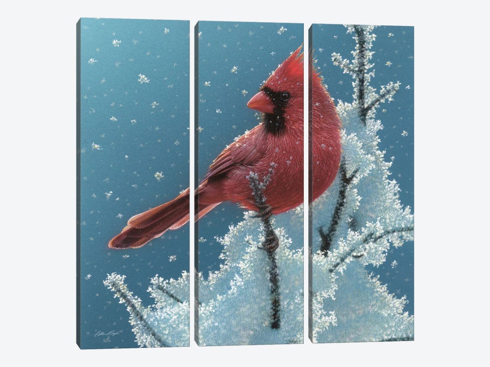 Cardinal - Cherry on Top by Collin Bogle 3-piece Art Print