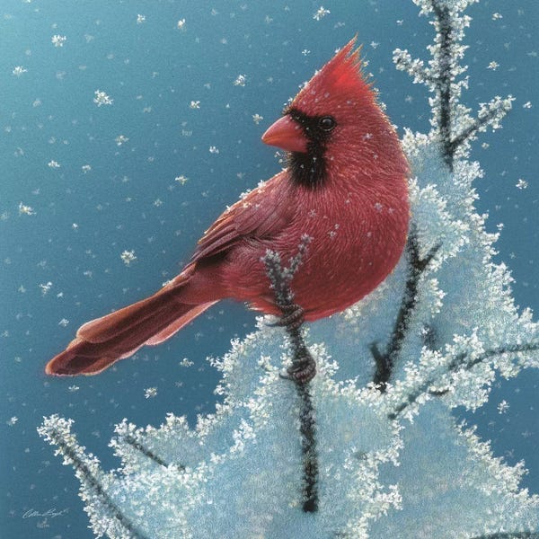 Snowscapes: Cardinal - Cherry on Top by Collin Bogle