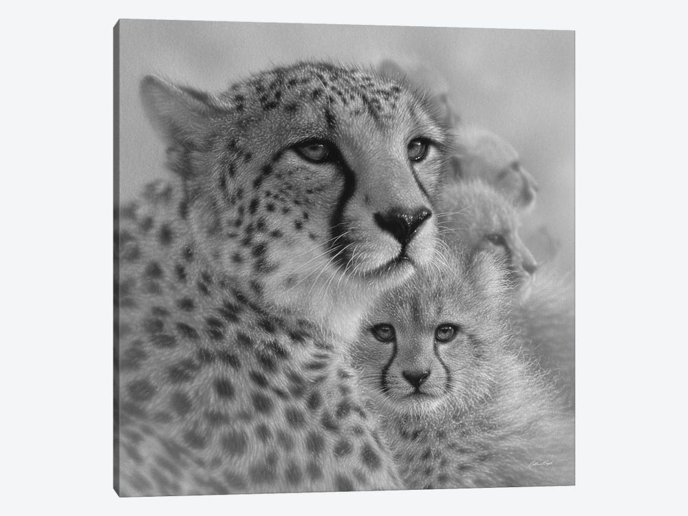 Cheetah Mother's Love in Black & White by Collin Bogle 1-piece Canvas Artwork