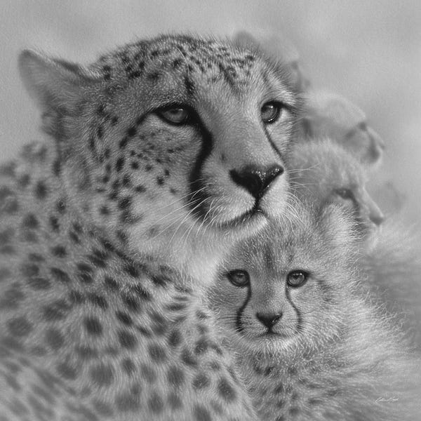Famous Bridges: Cheetah Mother's Love in Black & White by Collin Bogle