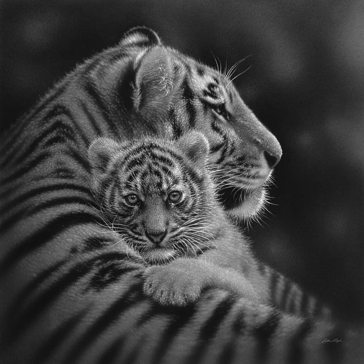 Cherished Tiger Cub In Black & White