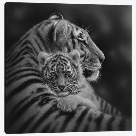 Cherished Tiger Cub In Black & White Canvas Print #CBO102} by Collin Bogle Canvas Art