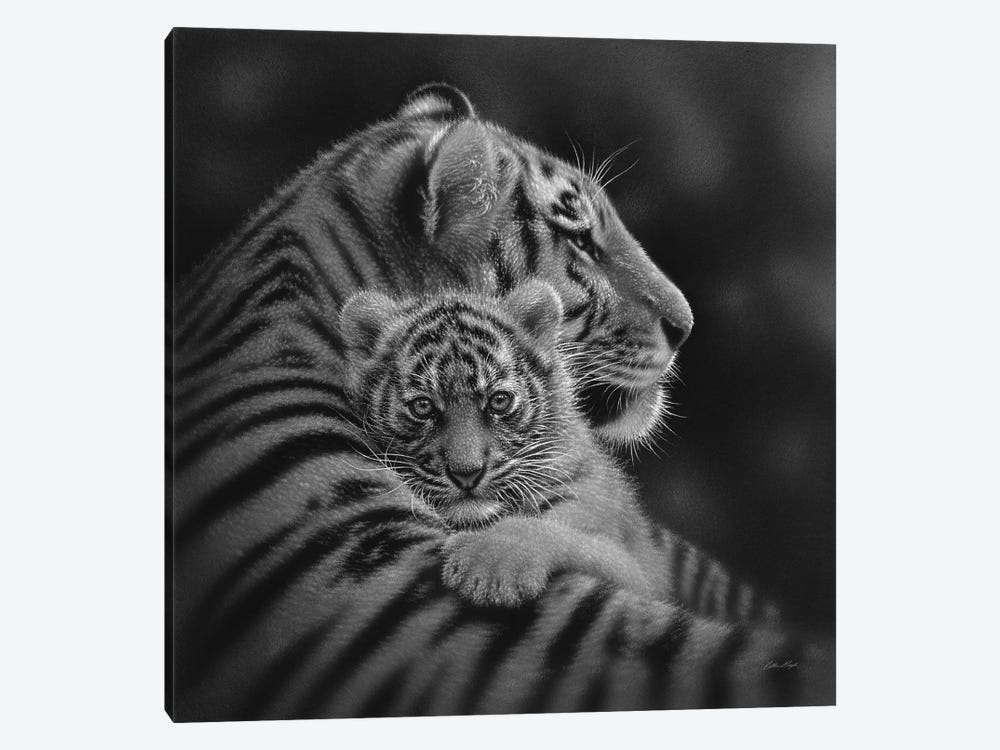 Cherished Tiger Cub In Black & White by Collin Bogle 1-piece Canvas Art Print