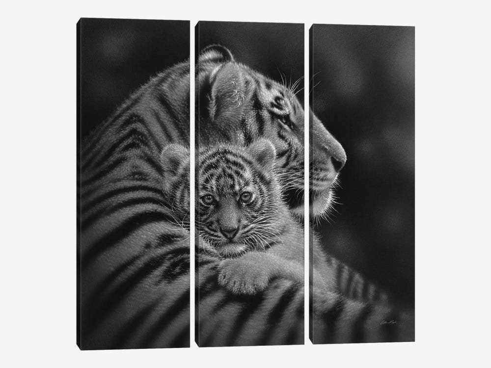 Cherished Tiger Cub In Black & White by Collin Bogle 3-piece Canvas Print
