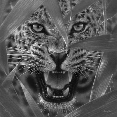 Jaguar Ambush In Black & White by Collin Bogle acrylic art print