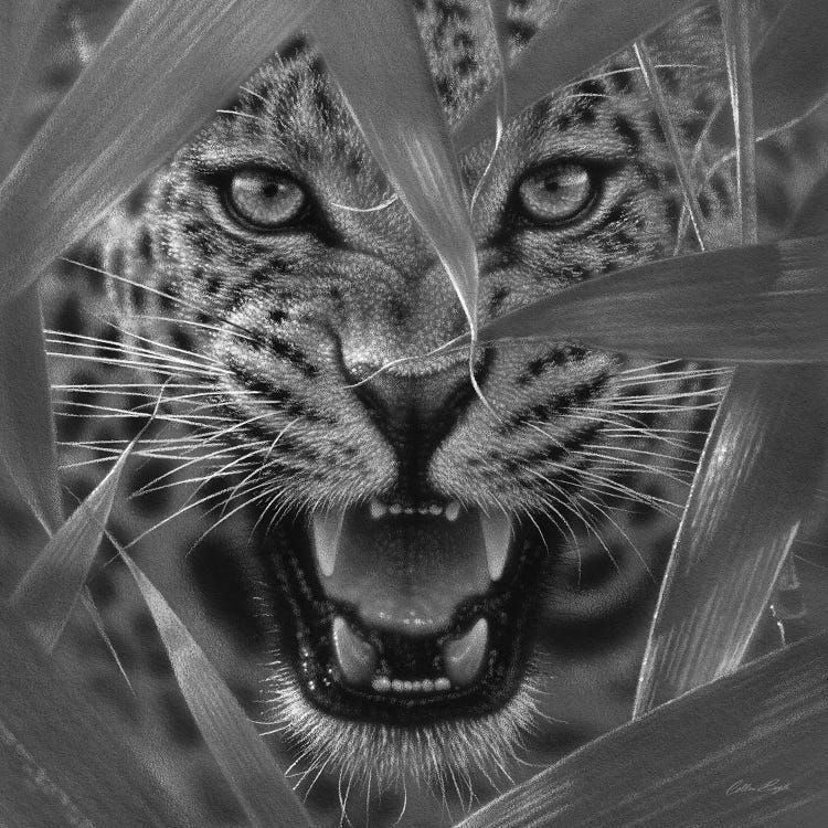 Jaguar Ambush In Black & White