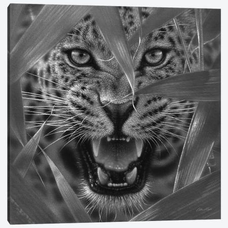 Jaguar Ambush In Black & White Canvas Print #CBO103} by Collin Bogle Canvas Artwork
