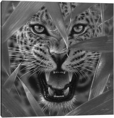 Jaguar Ambush In Black & White Canvas Art Print - Collin Bogle