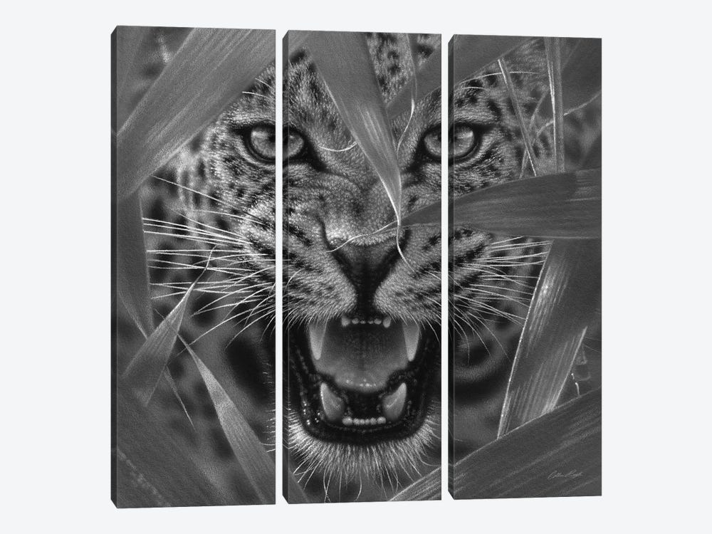 Jaguar Ambush In Black & White by Collin Bogle 3-piece Canvas Wall Art