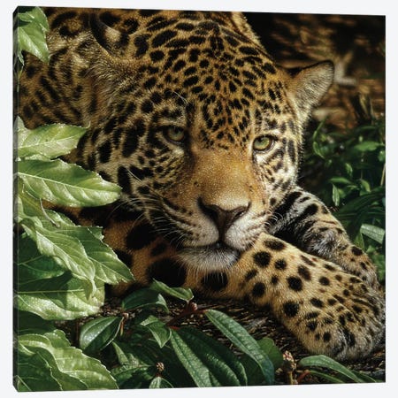Jaguar at Rest Canvas Print #CBO104} by Collin Bogle Canvas Art Print