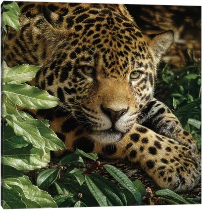 Jaguar at Rest Canvas Art Print - Collin Bogle