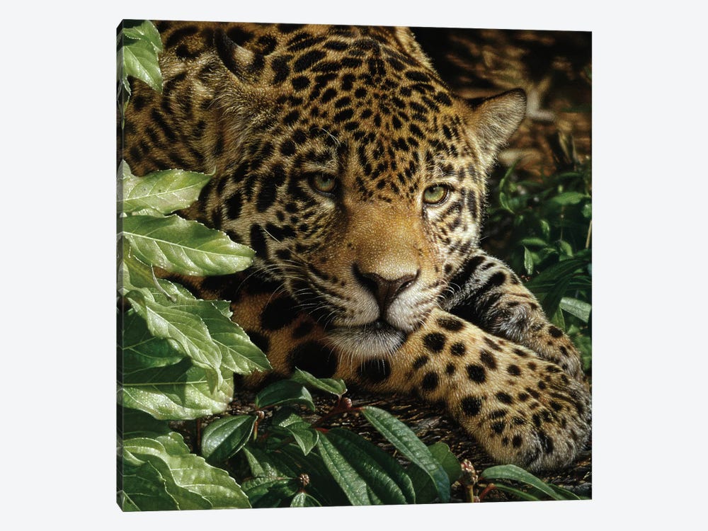 Jaguar at Rest by Collin Bogle 1-piece Canvas Print