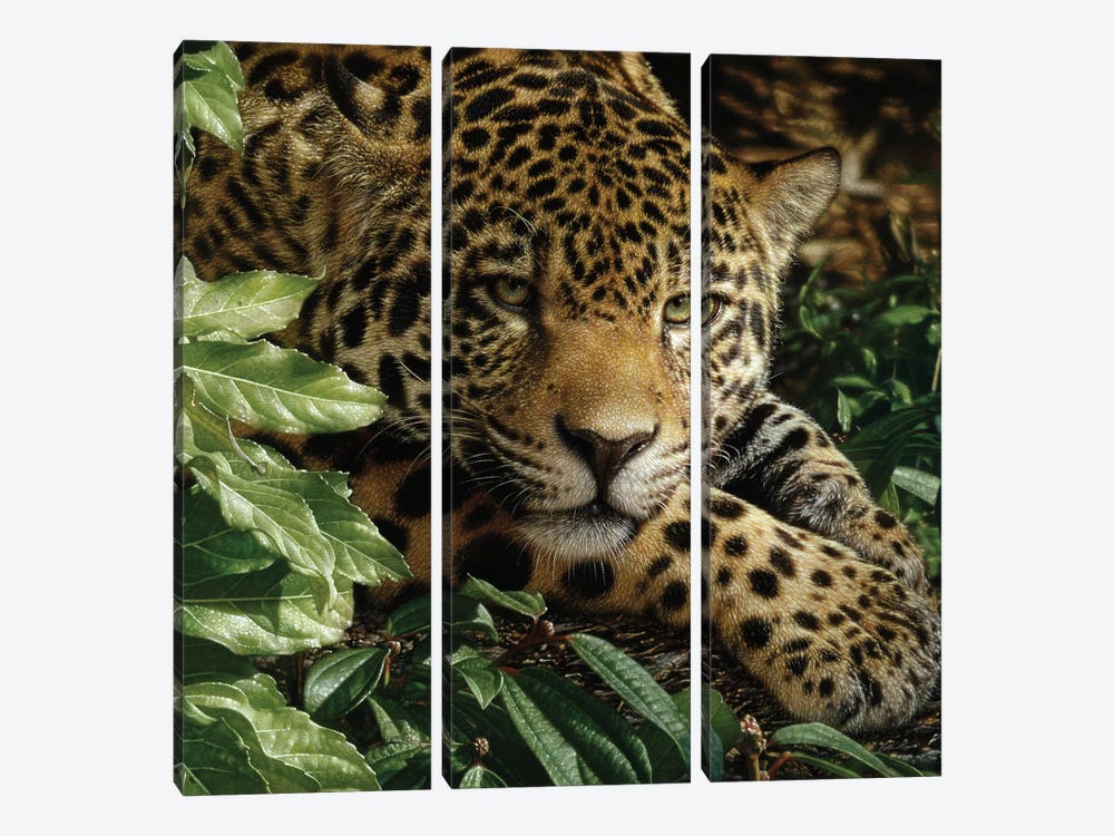 Jaguar at Rest by Collin Bogle 3-piece Art Print