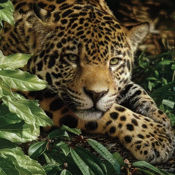 Collin Bogle: Jaguar at Rest by Collin Bogle