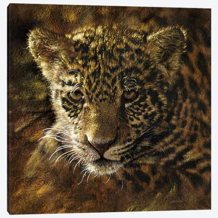 Jaguar Cub Canvas Print #CBO105} by Collin Bogle Art Print