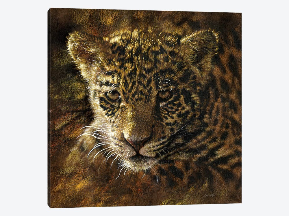 Jaguar Cub by Collin Bogle 1-piece Canvas Wall Art