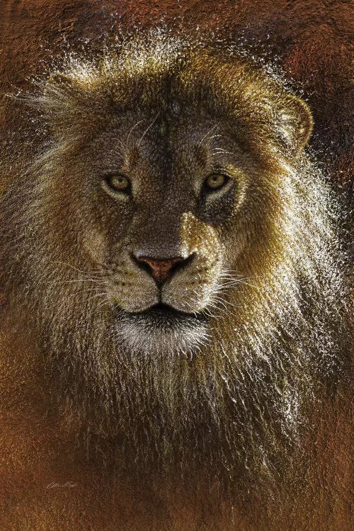 Lion Face Off by Collin Bogle wall art