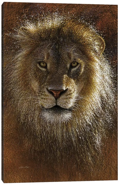 Lion Face Off Canvas Art Print - Collin Bogle