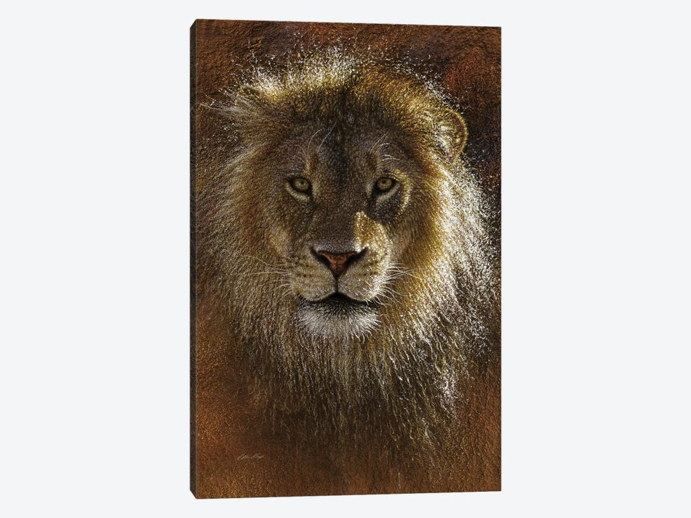 Lion Face Off by Collin Bogle 1-piece Canvas Art Print