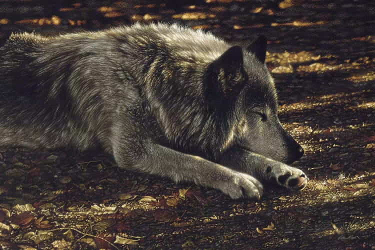 Resting Wolf