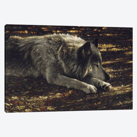 Resting Wolf Canvas Print #CBO109} by Collin Bogle Canvas Wall Art