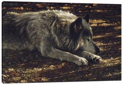 Resting Wolf Canvas Art Print - Collin Bogle
