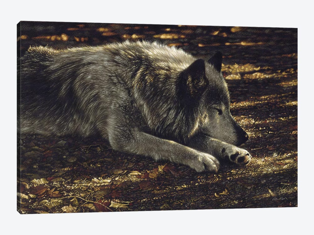 Resting Wolf by Collin Bogle 1-piece Canvas Art