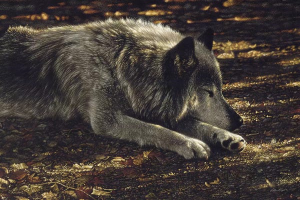 Collin Bogle: Resting Wolf by Collin Bogle