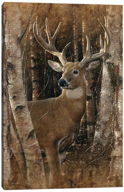 Birchwood Buck, Vertical Canvas Art Print - Photorealism Art