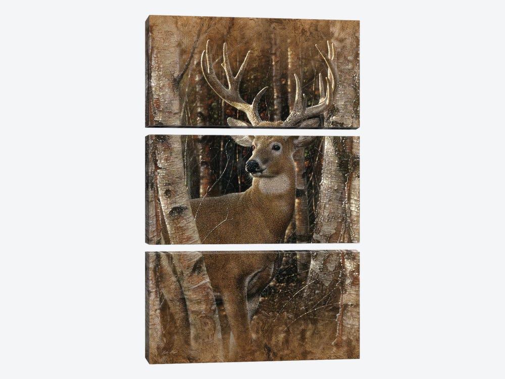 Birchwood Buck, Vertical by Collin Bogle 3-piece Canvas Artwork