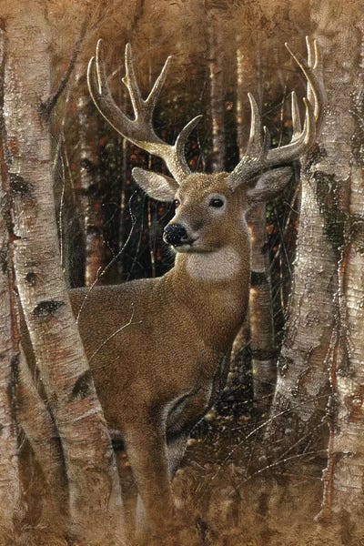 Deer: Birchwood Buck, Vertical by Collin Bogle