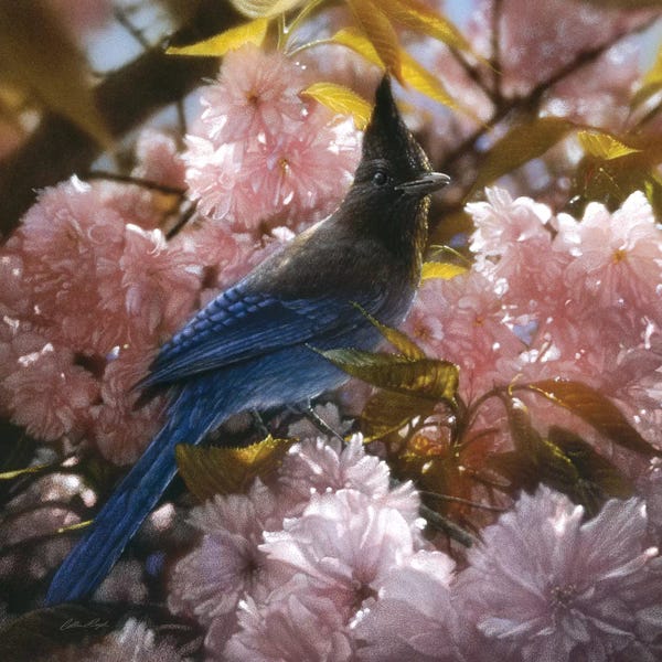 Blossoms: Steller's Blossoms by Collin Bogle