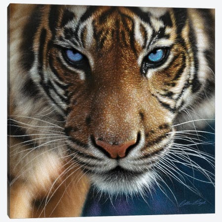 Tiger - Blue Eyes Canvas Print #CBO115} by Collin Bogle Canvas Art