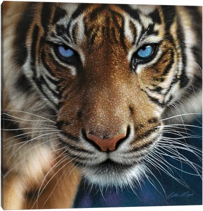 Tiger - Blue Eyes Canvas Art Print - Photorealism Art