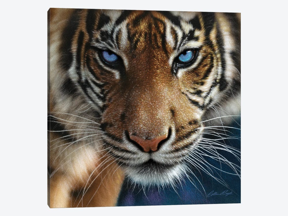 Tiger - Blue Eyes by Collin Bogle 1-piece Canvas Art Print