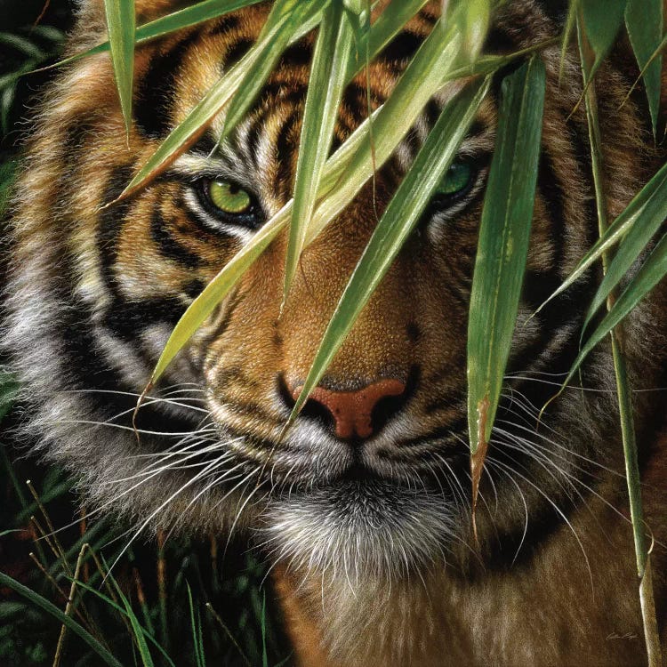 Tiger - Emerald Forest by Collin Bogle wall art