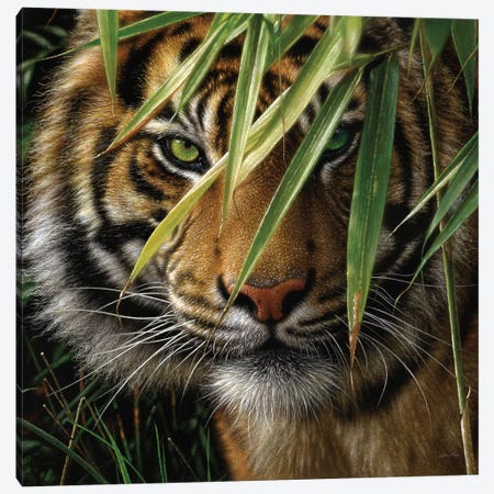 Tiger - Emerald Forest Canvas Print #CBO116} by Collin Bogle Canvas Artwork